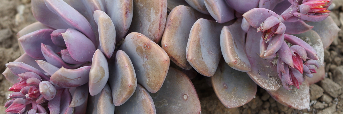 Graptoveria