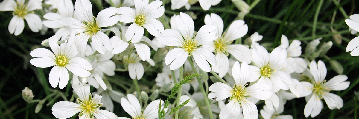Gypsophila