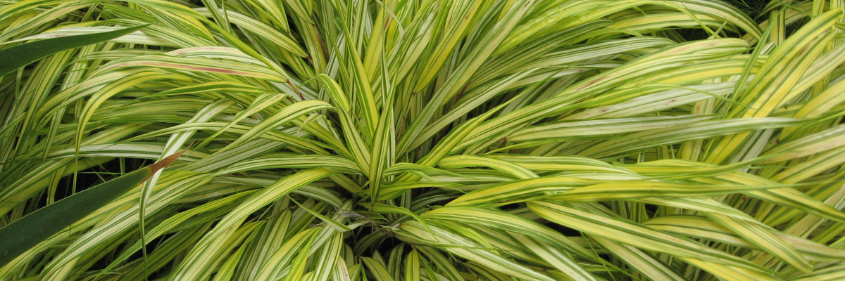 Hakonechloa
