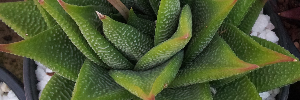 Haworthia