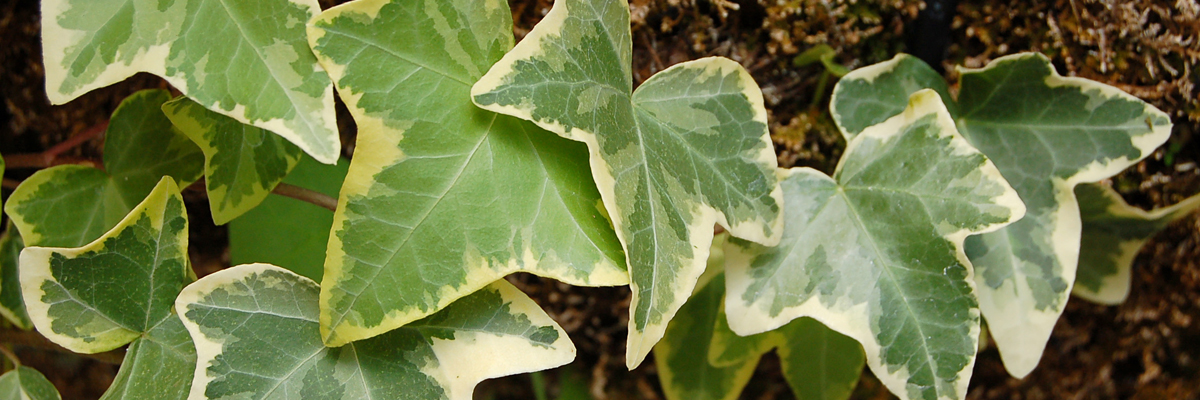 Hedera