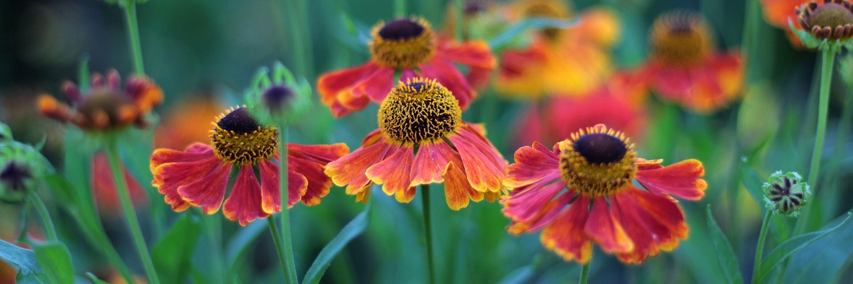 Helenium
