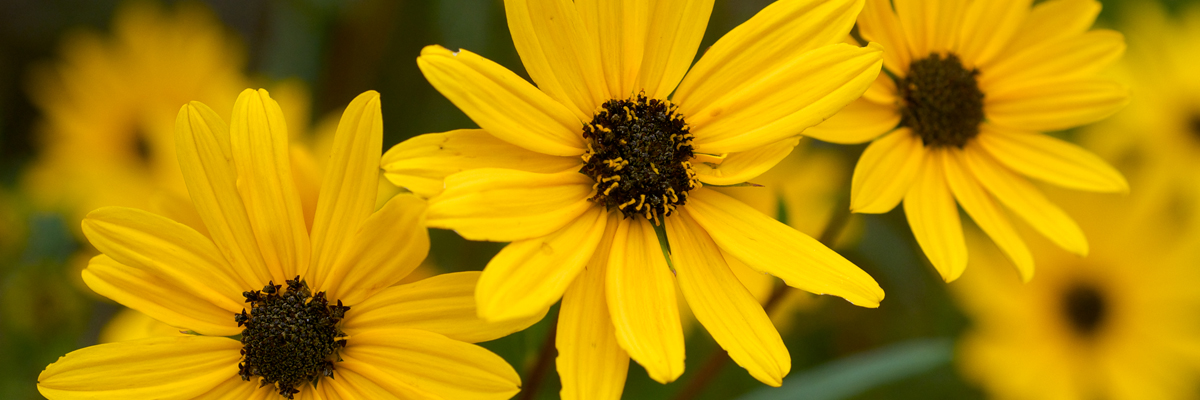 Helianthus