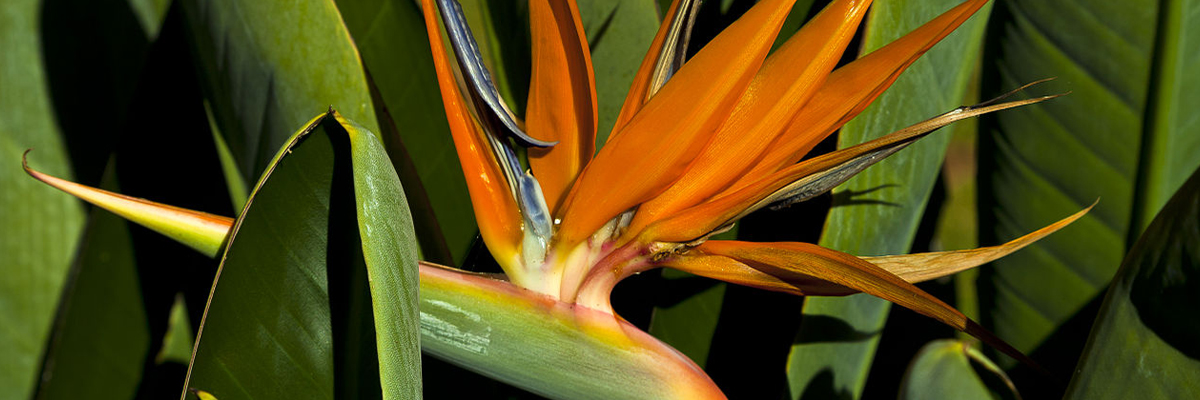Heliconia