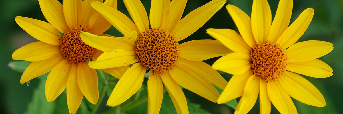 Heliopsis
