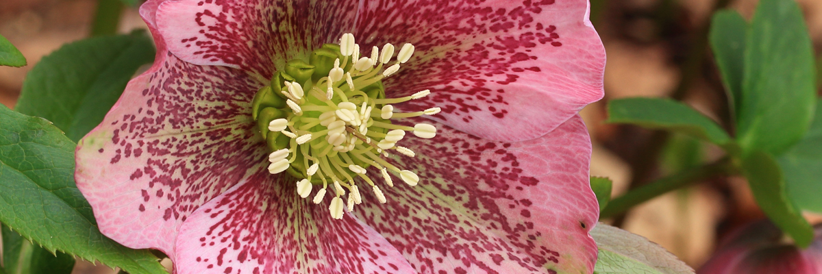 Helleborus