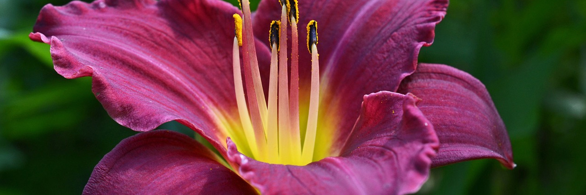 Hemerocallis