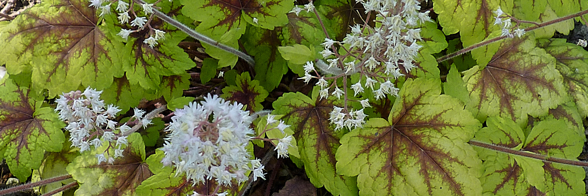 Heucherella