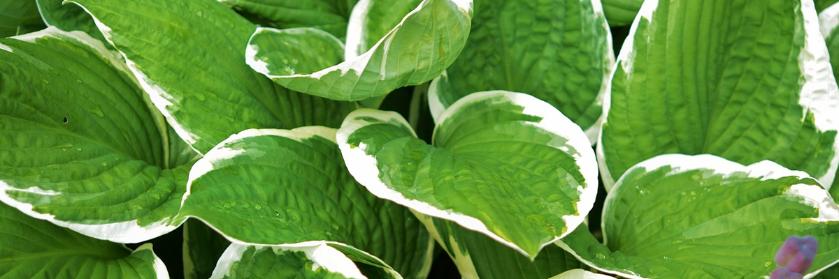 Hosta