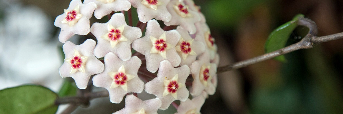 Hoya