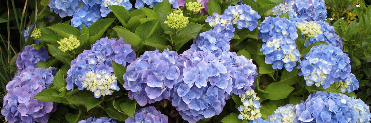Hydrangea