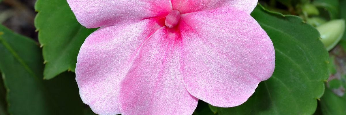 Impatiens