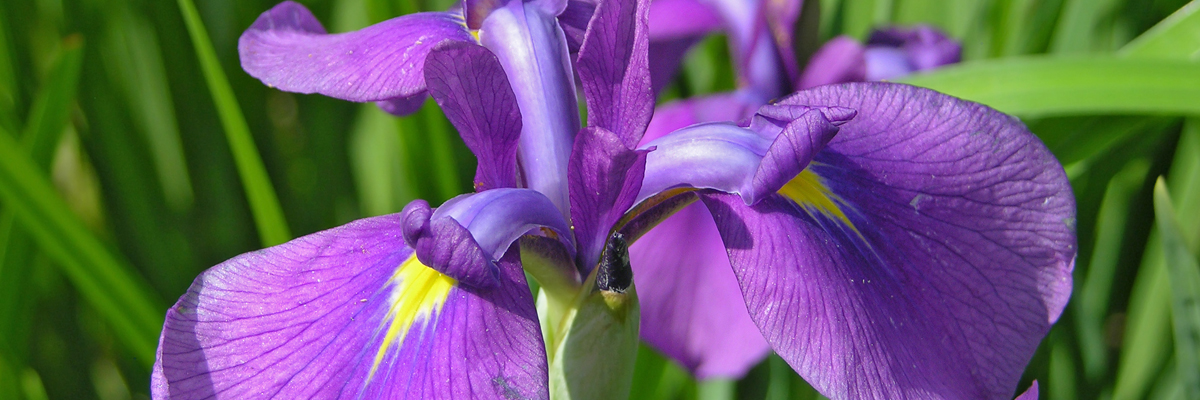 Iris