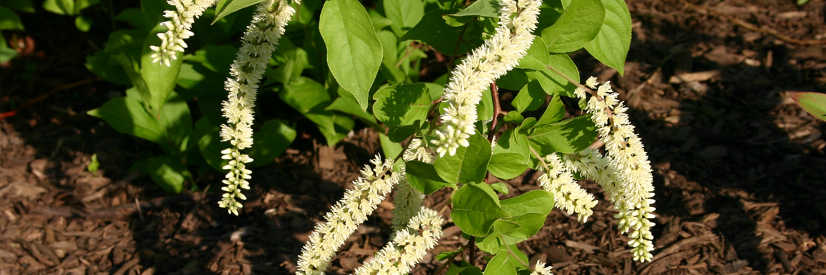 Itea