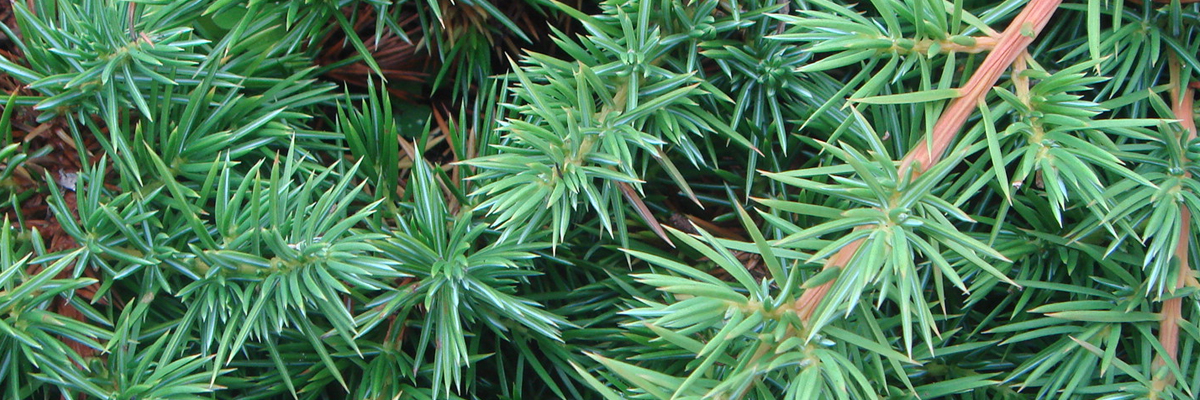 Juniper