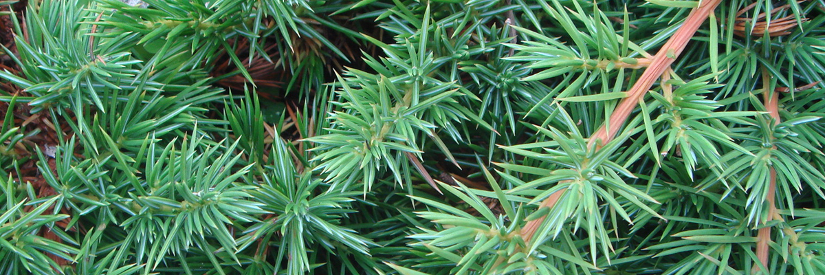 Juniperus