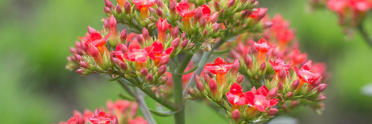 Kalanchoe