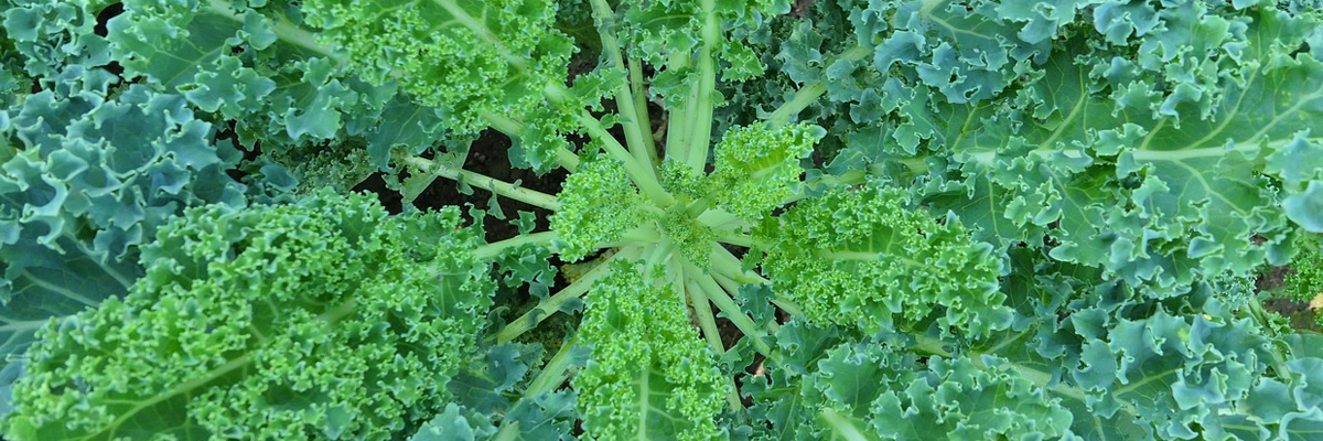 Kale