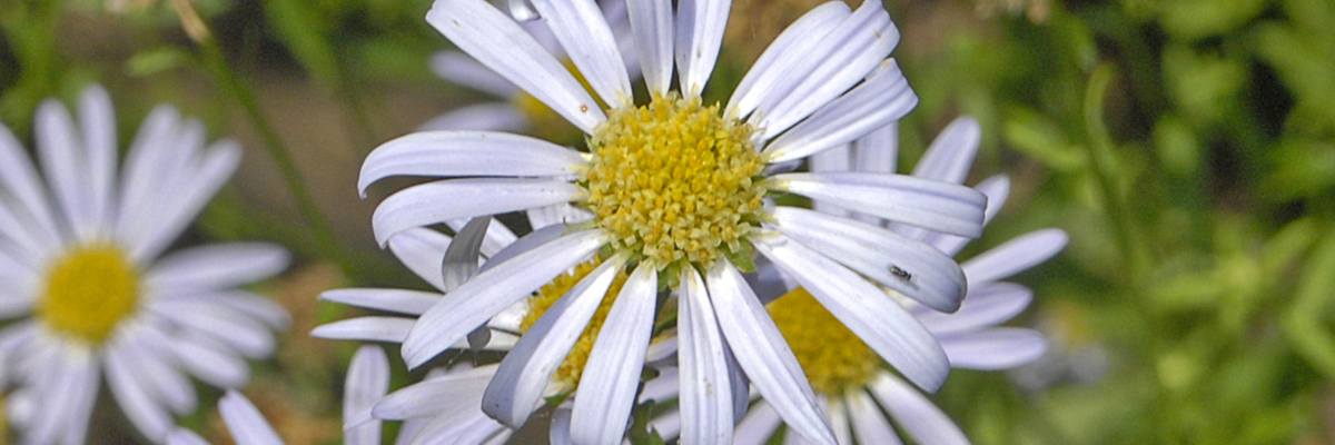 Kalimeris