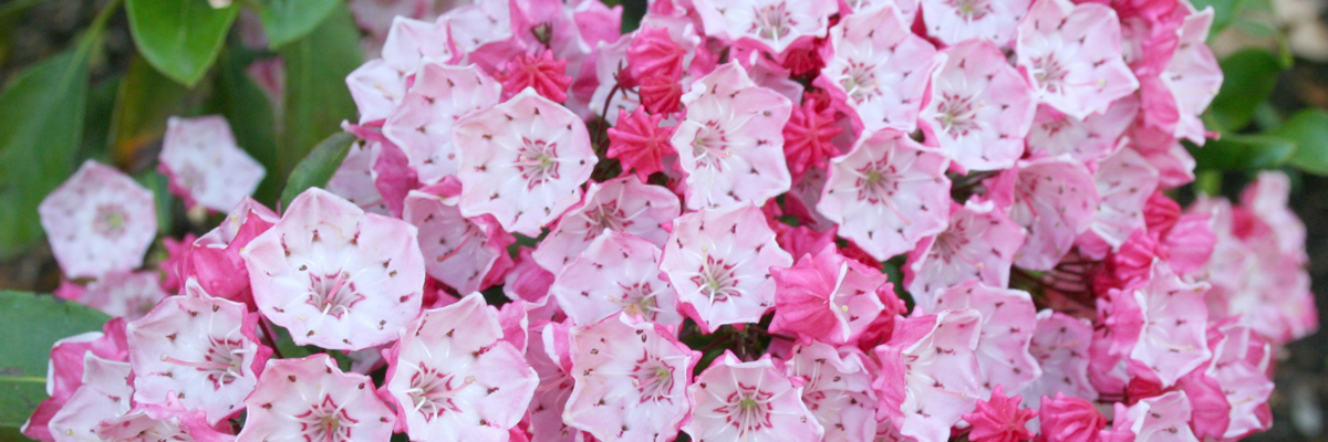 Kalmia