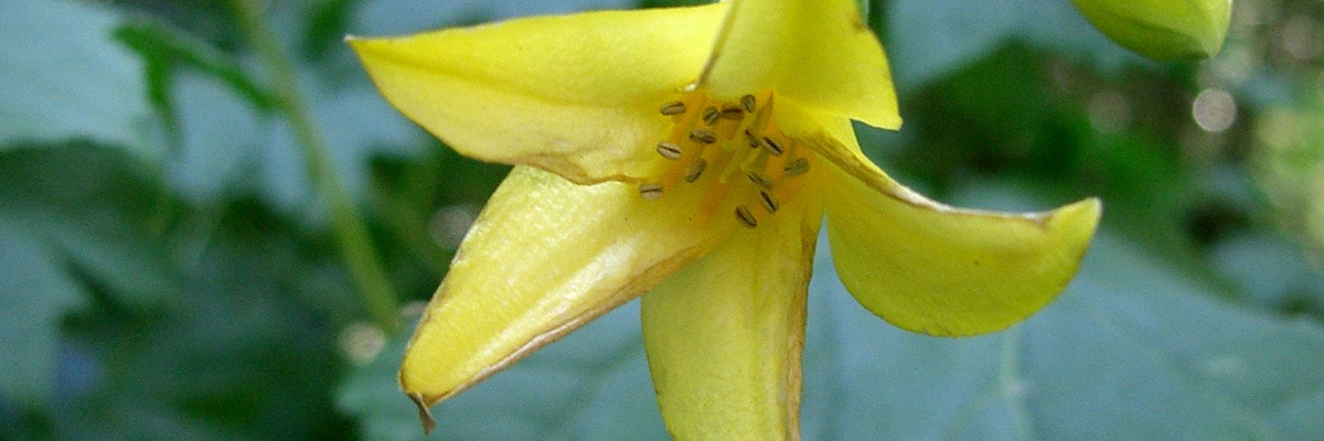 Kirengeshoma