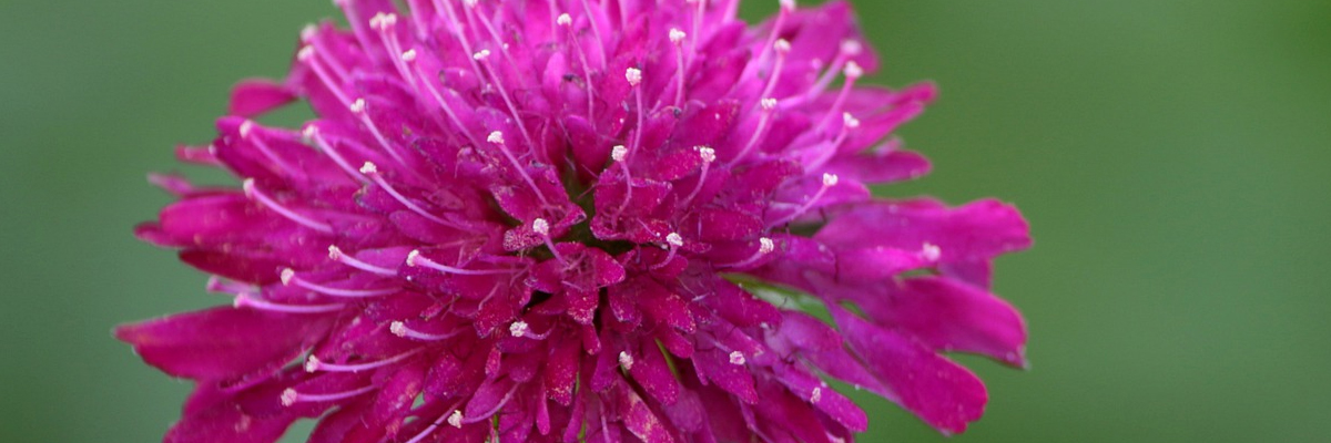 Knautia