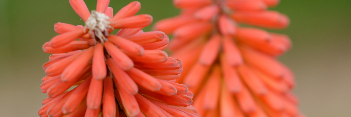 Kniphofia