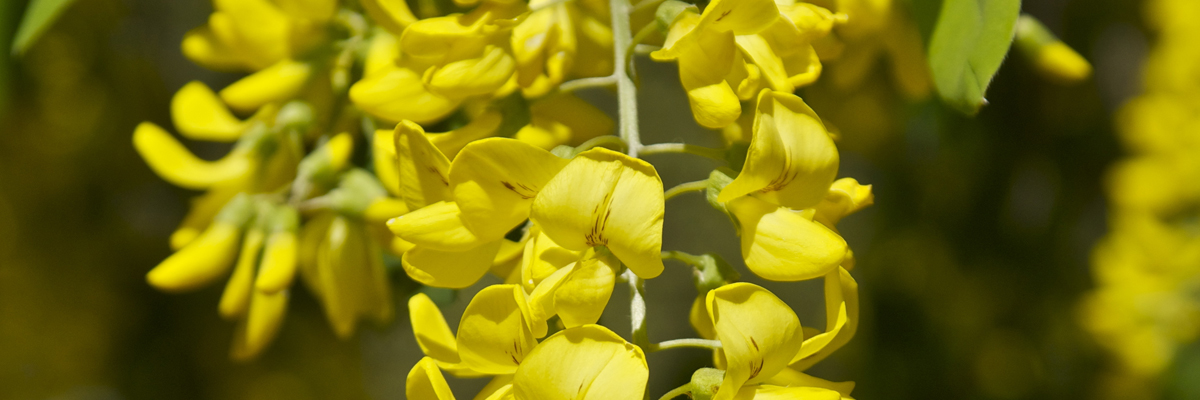 Laburnum