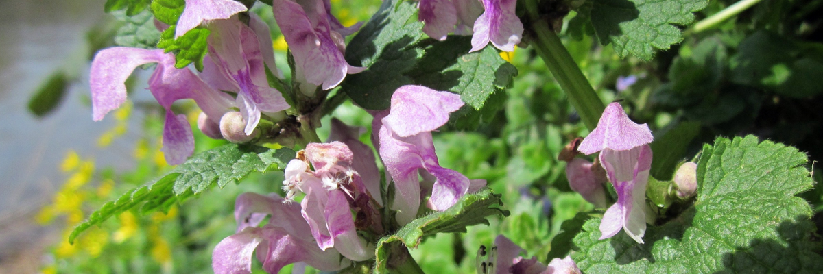 Lamium