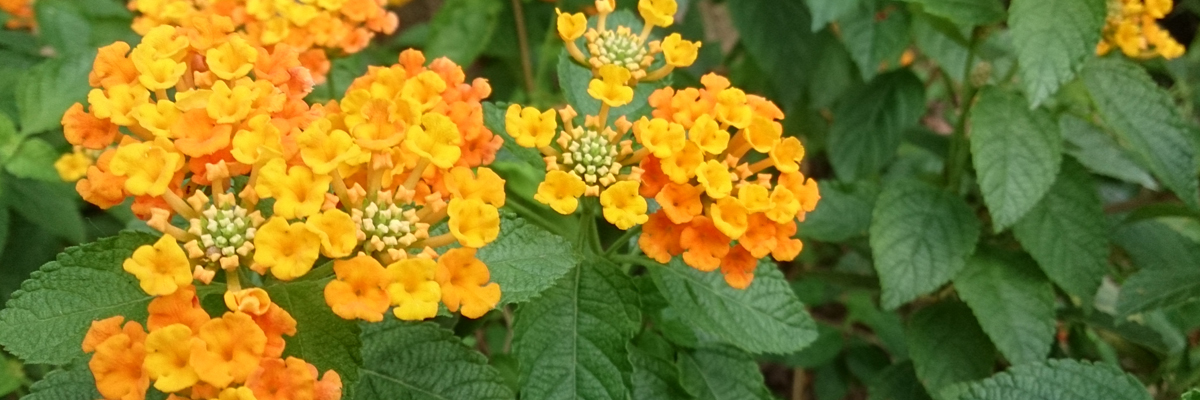 Lantana