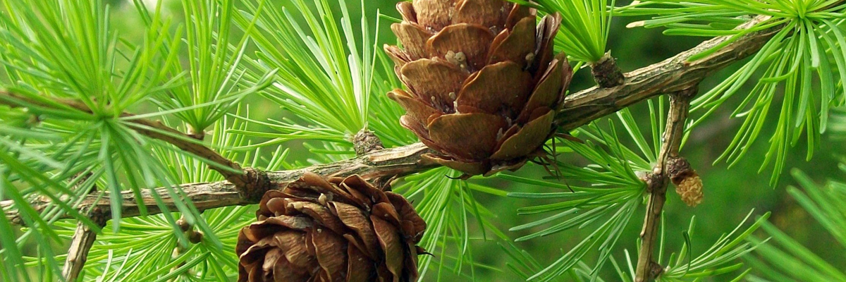 Larix