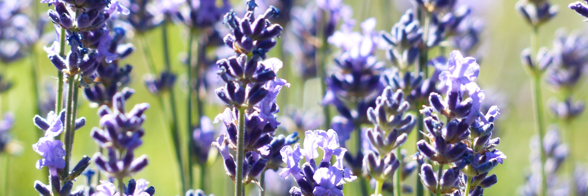 Lavandula