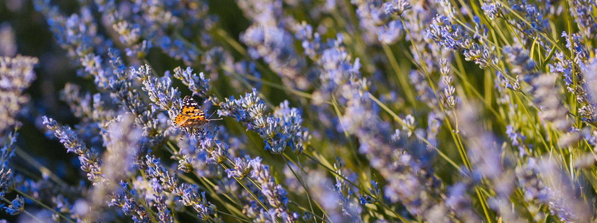 Lavender