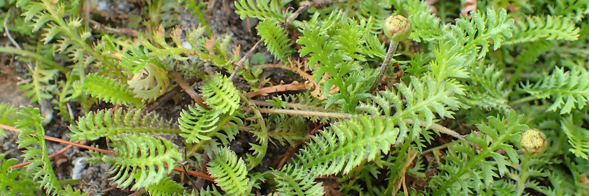 Leptinella