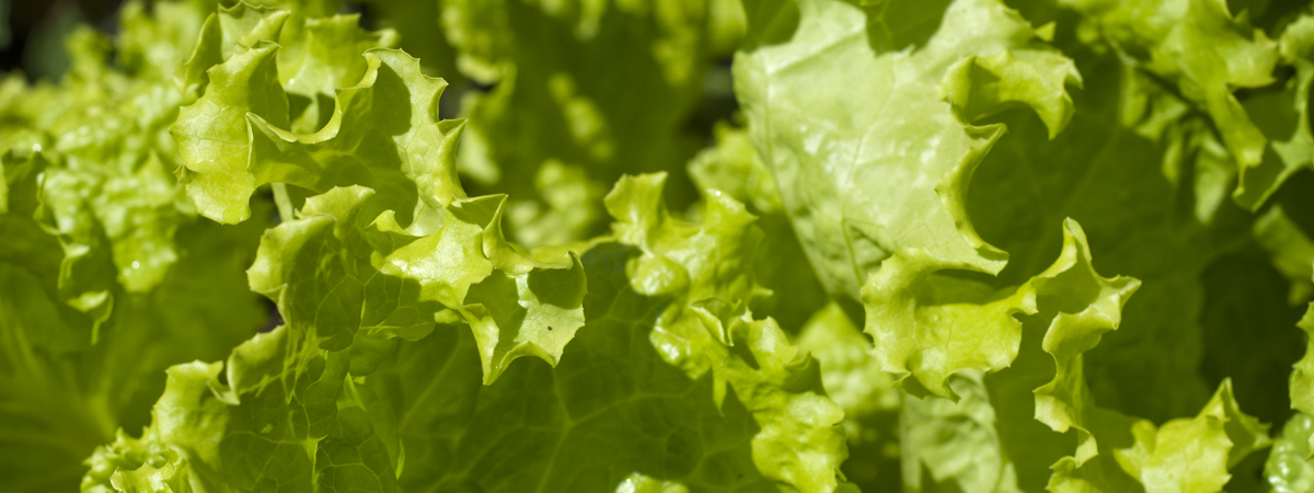 Lettuce