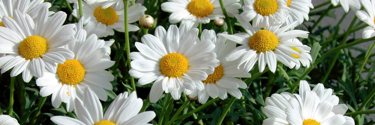 Leucanthemum