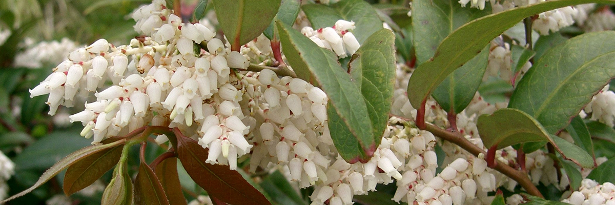 Leucothoe