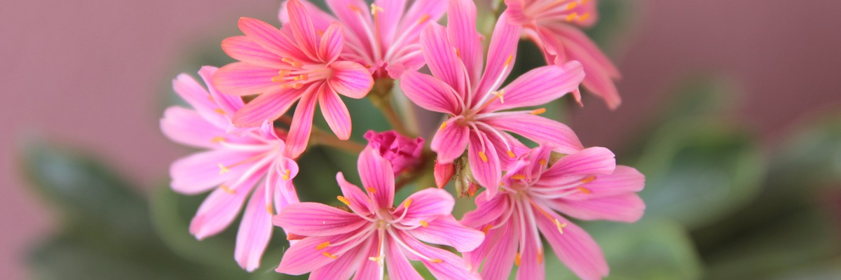 Lewisia