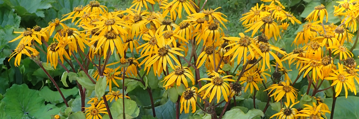Ligularia