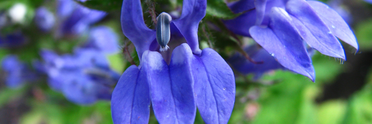 Lobelia