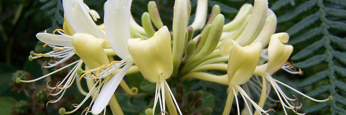 Lonicera