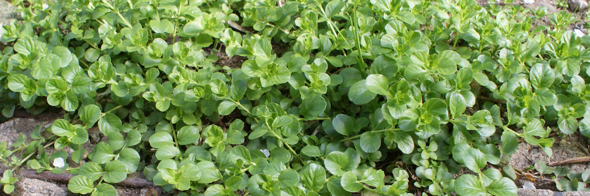 Lysimachia
