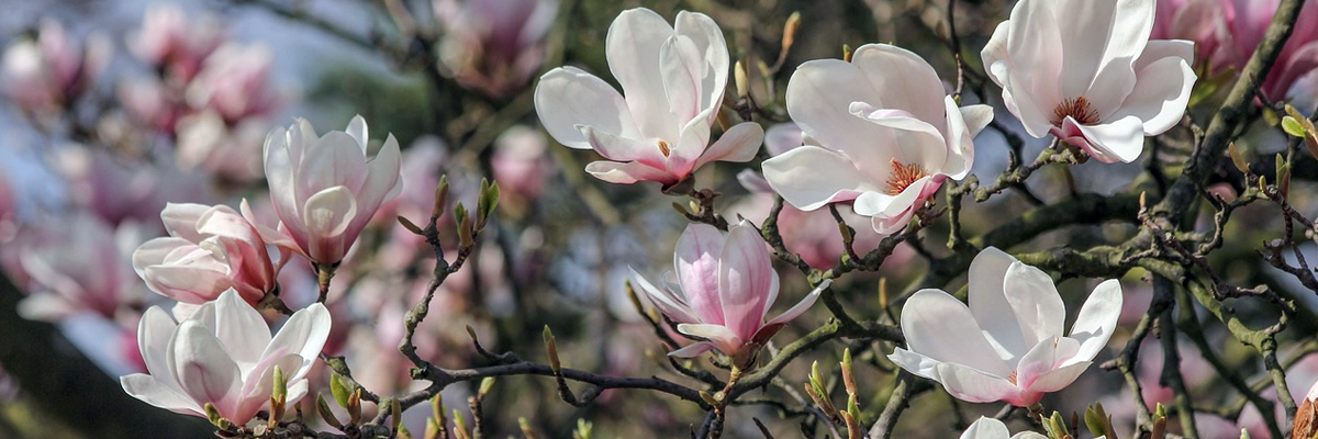 Magnolia