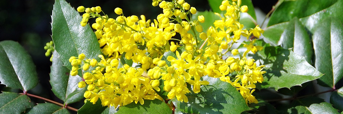 Mahonia