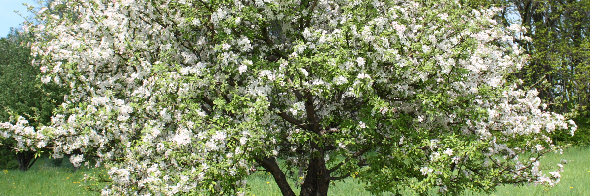 Malus