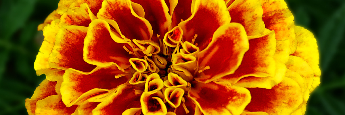 Marigold