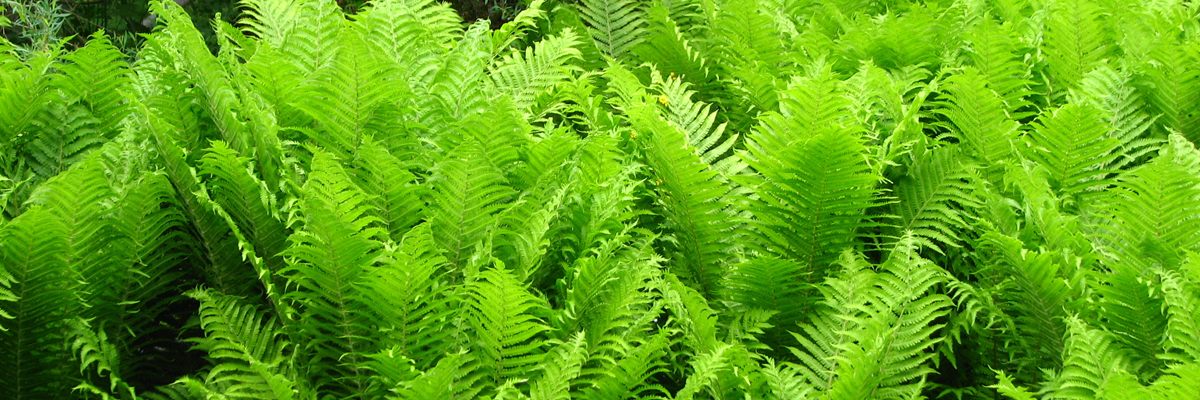 Matteuccia