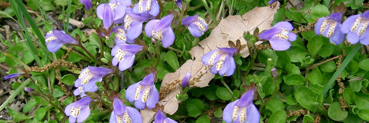 Mazus