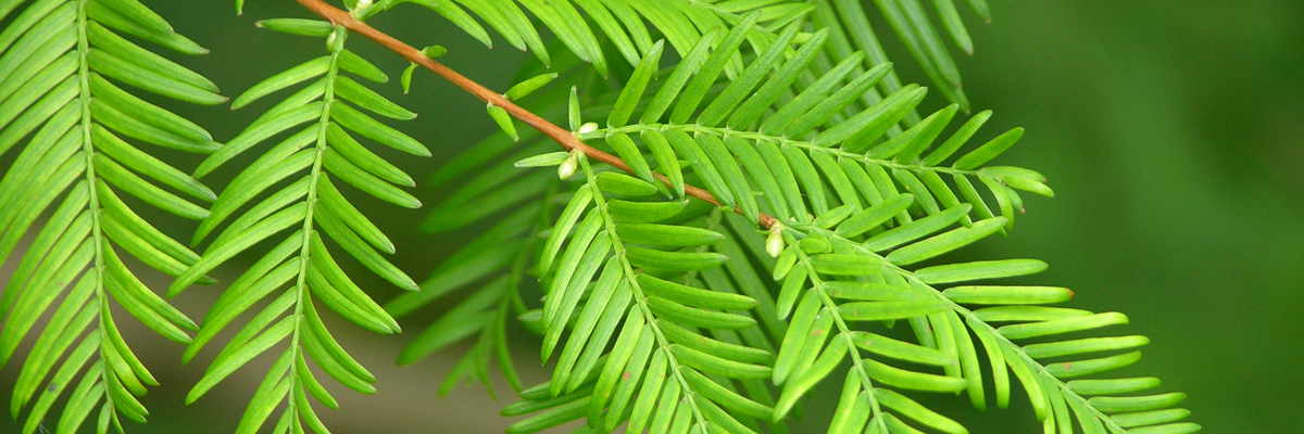 Metasequoia