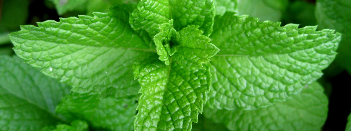 Mint